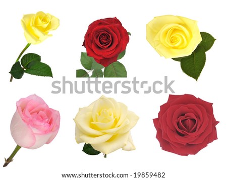 Nice flowers, roses red and yellow isolated background white, clipping path