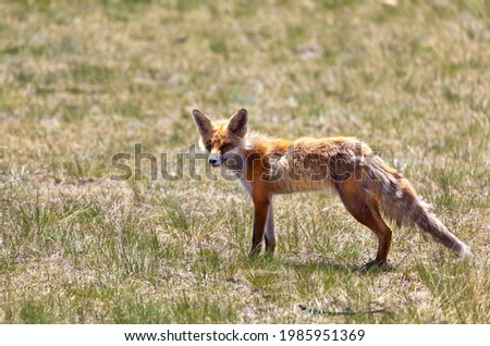 Wild fox in a meadow on the shore of Baikal Lake on warm May day. It can be seen how the winter warm fluffy fur falls out and changes to bright red and short hair. Animal in habitat. Olkhon Island