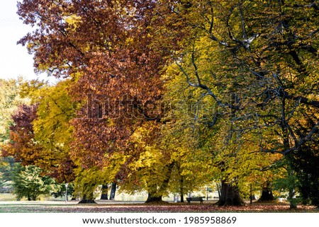 Trees in the park of Bad Homburg in autumn, Hessen, Germany