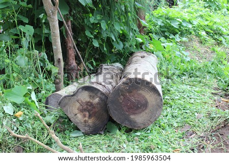Wood logs in the forest. The picture suggests deforestation and cutting down of trees. 