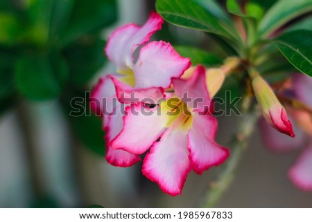 Beautiful pink flower, closeup picture of pink flower, nature photography, flower background.