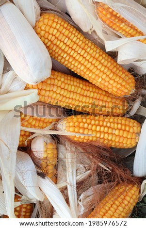 ripe maize stock on shop for sell