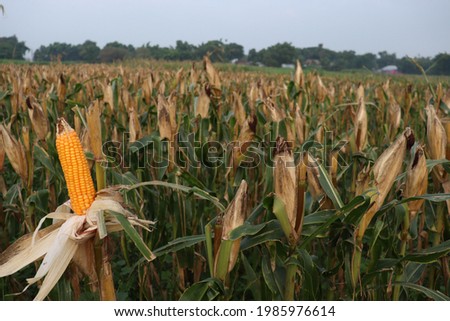 ripe maize stock with tree in the firm on field for harvest
