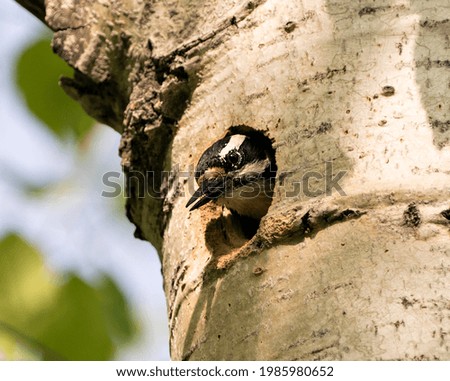 Woodpecker head out of its nest home guarding and protecting the nest in its environment and habitat surrounding. Head shot. Woodpecker Hairy Image. Picture. Portrait. Photo. Female bird.