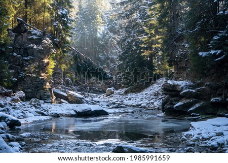 Winter Morning coniferous forest in Snow on a sunny day. Mountain stream in Carpathians. Ukraine Royalty-Free Stock Photo #1985991659