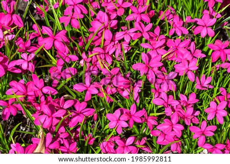 Rhodohypoxis milloides 'Claret' a flowering bulbous plant with a pink red springtime flower commonly known as spring starflower, stock photo image Royalty-Free Stock Photo #1985992811