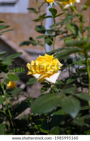 Roses and other flowers in little garden near building. Summertime background