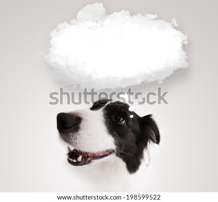 Cute black and white border collie with empty cloud bubble above her head