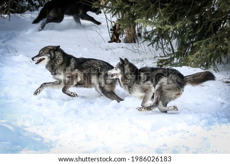 Black and grey wolves running the in the snow. 
