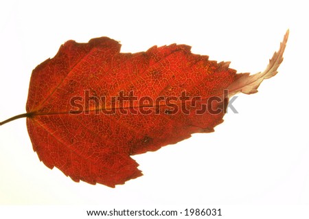 Autumn leaf isolated. more in portfolio