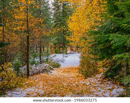 First snow on yellow leaves. Autumn on Wenatchee River near Leavenworth, Late October