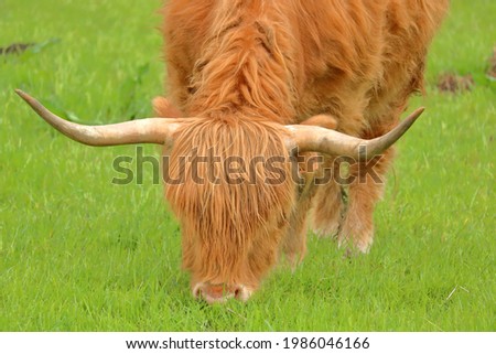Close portrait view of a Scottish Highland cow grazing in the meadow. 