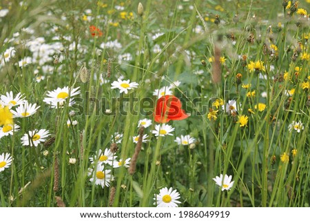 Meadow with wild flowers poppy flower