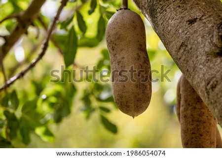 A sausage tree fruit or kigelia Africana hanging down on the ropelike peduncle. 