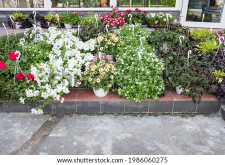 Traditional flower shop with petunia for sale, hanging flowers