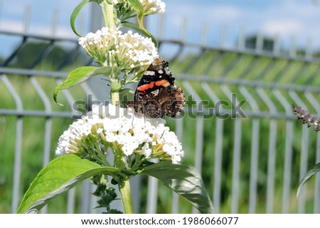 A red admiral with black closed wings sucking up nectar from buddleia white flowers