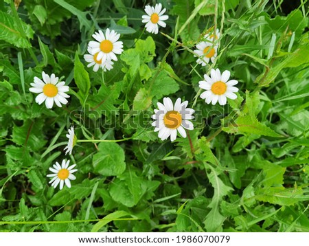 Wet daisies and green grass in the spring rain.