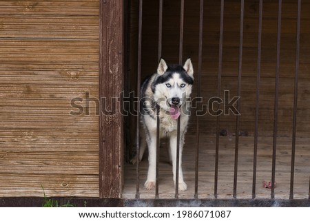 a nice  aviary for dogs, a large plot with a house for huskies, on the street in the yard