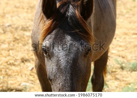 portrait of a horse in a clearing in a city park