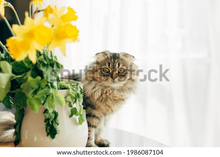 Spring cat. portrait of a cat and yellow daffodils. funny fluffy cat. Scottish fold.  
