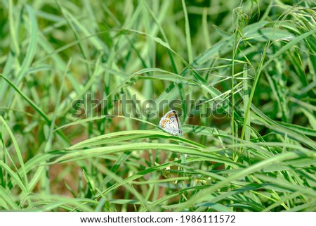 butterfly in grass, summer morning background. Green grass.Spring butterfly in green background, summer, butterfly nature beautiful 