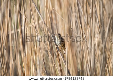 Bird on a reed Sea buckthorn Acrocephalus schoenobaenus, a bird that sings very loudly