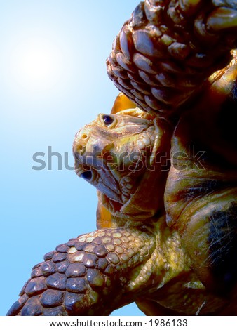 Turtle on a blue background