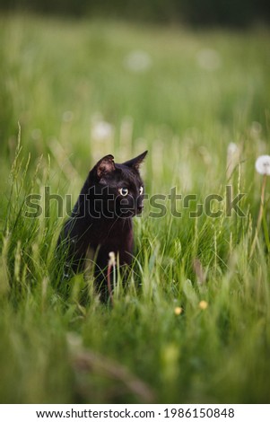 A black cat walks in the grass.