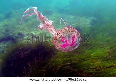 Mauve stinger purple jellyfish - Pelagia noctiluca Royalty-Free Stock Photo #1986165098