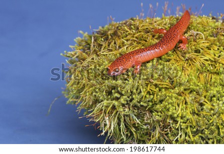 Black-lipped Salamander sits on a moss covered rock.
