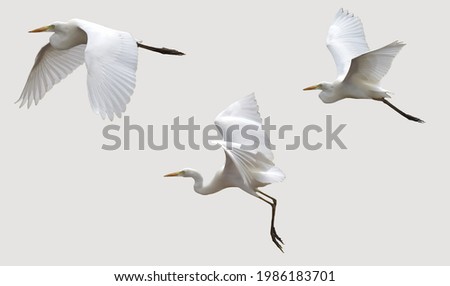 Heron freedom life on white background for create the best your work. Royalty-Free Stock Photo #1986183701