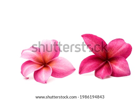 Blossom Red Plumeria or Frangipani flowers isolated on white background.