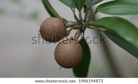 The following photos, ornamental plants, flowers, sapodilla fruit, fruits, and leaves