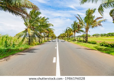 coconut palm trees along main road in the South of the republic of Mauritius.