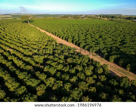 Aerial drone view of a green coffee field in Brazil