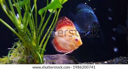 Beautiful baby orange and white Discus Fish in planted tank. Also known as Pompadour Fish or Symphysodon Fish. It is a popular freshwater aquarium fish with bright colors and patterns