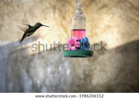 Hummingbird captured over a sequence of photos

￼


