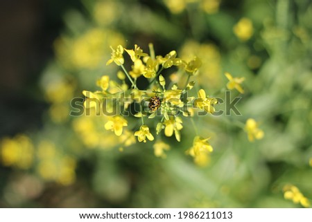 beautiful yellow flower gets morning kiss by the beautiful raw-umber colored black spotted bug