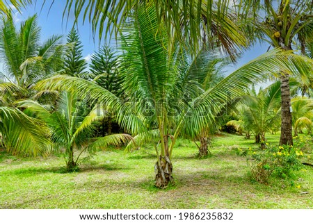 plantation of coconut trees in the south of the island of Mauritius.