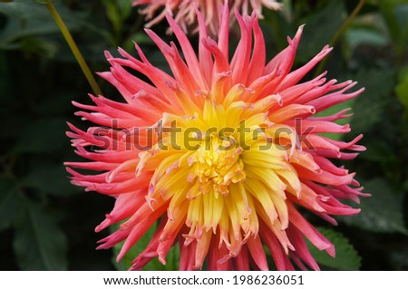 Red and yellow cactus dahlia alfred grille flower head Royalty-Free Stock Photo #1986236051