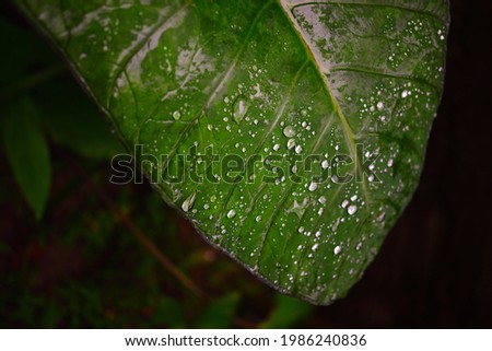 Beautiful rain drops on a green leaf after heavy raining 