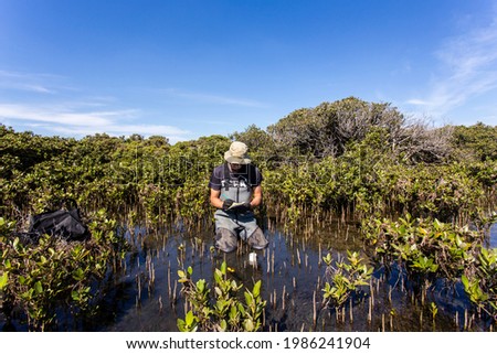 Scientist collecting a sediment core to asses carbon sequestration rates in the sediment of mangroves. Royalty-Free Stock Photo #1986241904