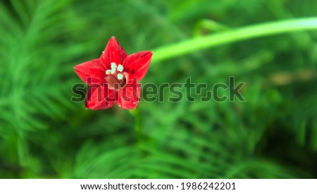 Isolated flower with green leaves blurred background. Star shape red flower.