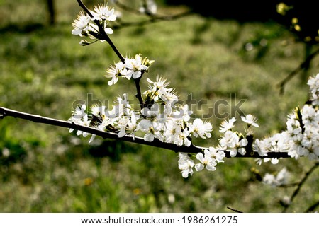 flowering plum branches in the garden in spring. High quality photo