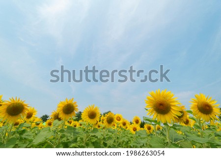 Sunflower field in Izumi Recycle Environment Park