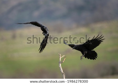 Common raven  in the Rhodope mountains.European nature. Winter wildlife. Bird watching in Bulgaria. Raven searching for food. 