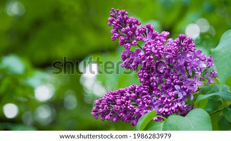 Lilac blossom flowers spring view. Spring lilac flowers. Lilac blooms. A beautiful bunch of lilac. floral spring background. delicate fragrant flowers, in the garden or park. close-up