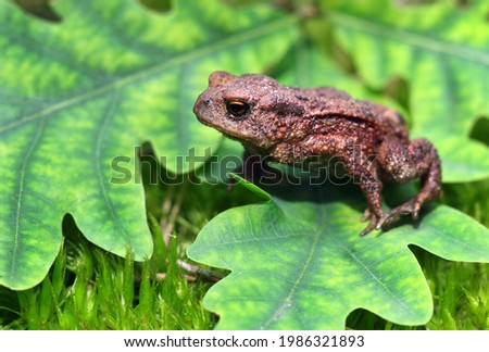 bright colorful frog on green leaves. close-up