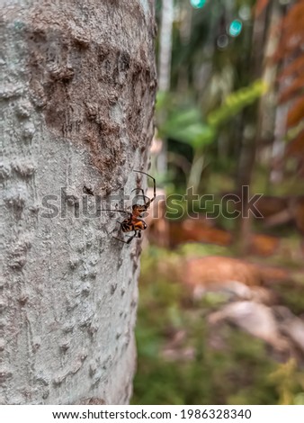 Latrodectus corallinus spider macro photography portrait  nature baground 