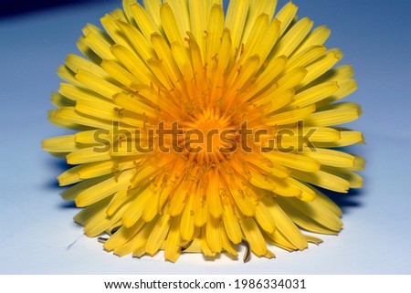 Beautiful yellow dandelion flower in the garden